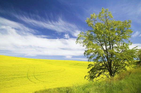 North America, USA, Washington, Colfax, Lone Blooming Tree in Field of Canola and Wheat
