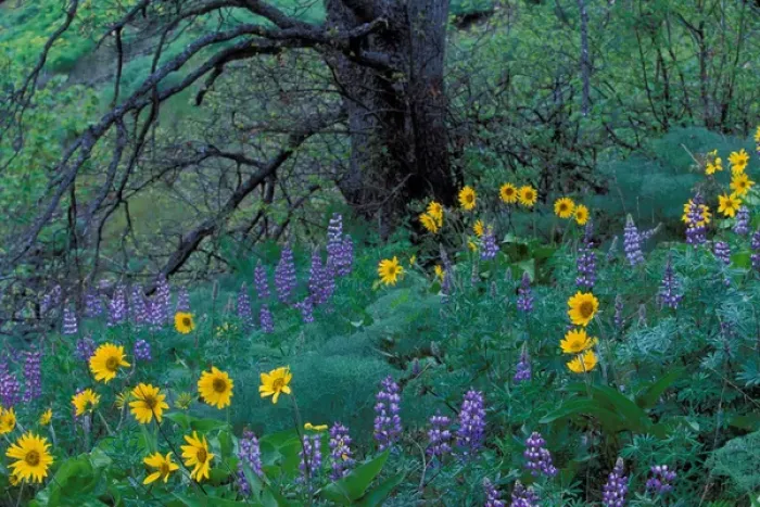 Framed Print : North America; USA; Washington; Columbia River Gorge Balsam Root And Lupine
