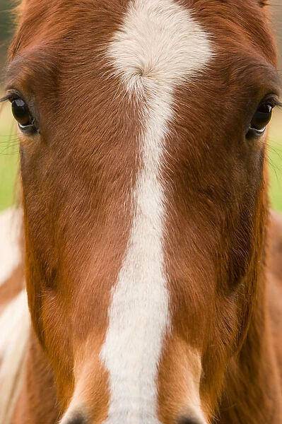 North America; USA; Washington, Horse Close-Up