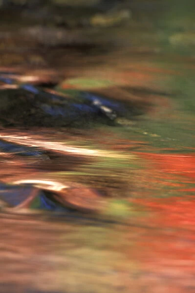 North America, USA, Washington, Lake Wenatchee. Fall colored leaves reflecting in stream