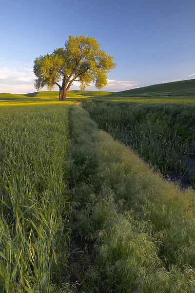North America, USA, Washington. Lone tree in a wheat field in the Palouse region