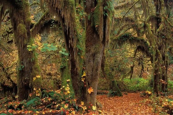 North America; USA; Washington, Moss-Covered Maples