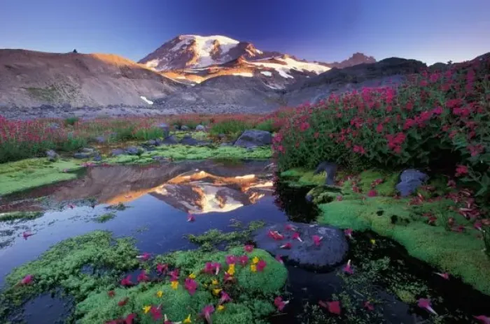 Framed Print : North America, USA, Washington, Mt. Rainier NP