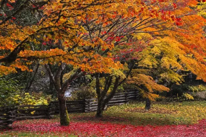 Framed Print : North America; USA; Washington; Newhalem; Red Vine Maple in Full Autumn Glory Framed Print : North America; USA; Washington; Newhalem; Red Vine Maple in Full Autumn Glory