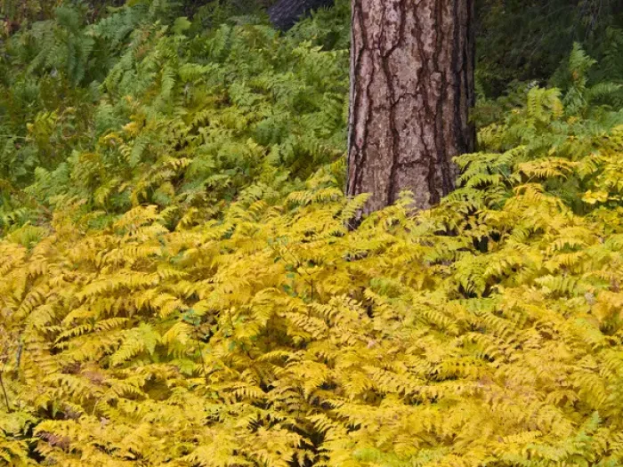 Framed Print : North America; USA; Washington; North Cascades National Park Framed Print : North America; USA; Washington; North Cascades National Park