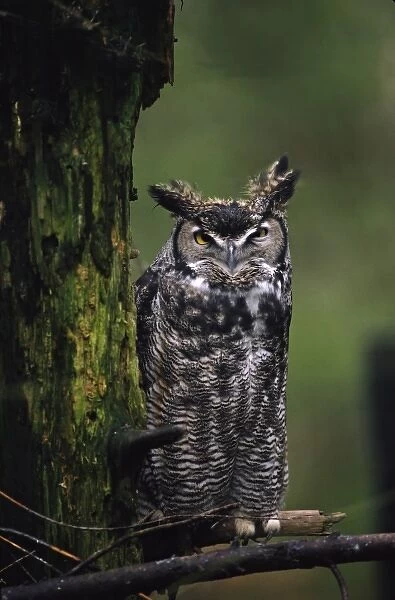 North America, USA, Washington, Northwest Trek. Portrait of a Great Horned Owl (Bubo