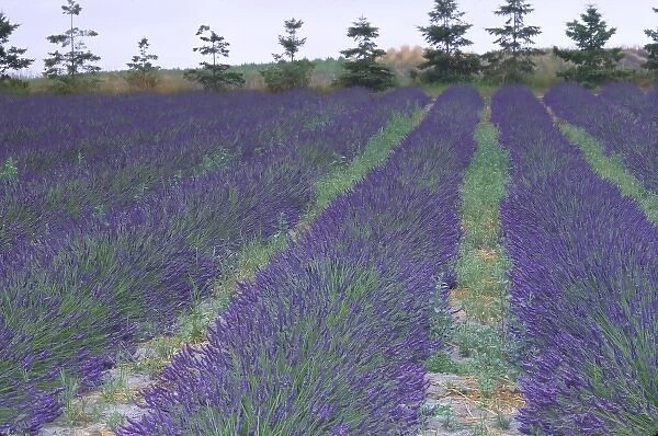 North America, USA, Washington, Olympic Peninsula, Sequim. Lavender field