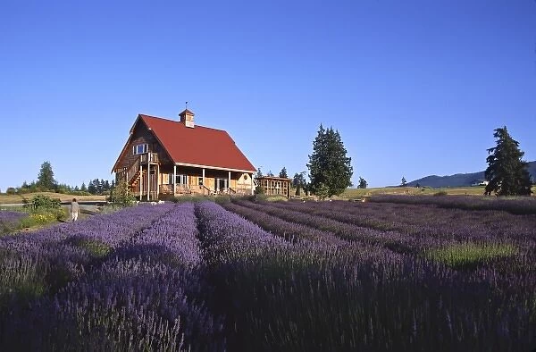 North America, USA, Washington, Olympic Peninsula, Sequim. Lavender field with house