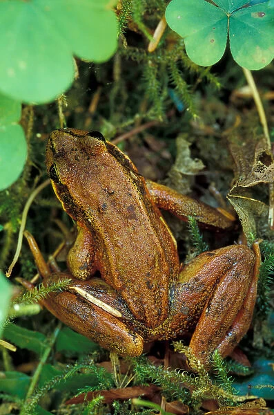 North America, USA, Washington, Olympic National Park. Red-legged frog (Rana Aurora)