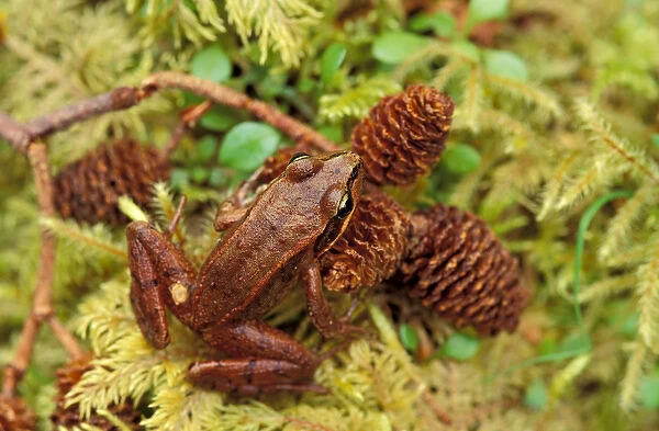 North America, USA, Washington, Olympic National Park. Red-legged frog (Rana Aurora)