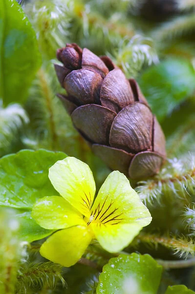 North America, USA, Washington, Olympic National Park, Hoh Rain Forest, Spring Yellow Viola