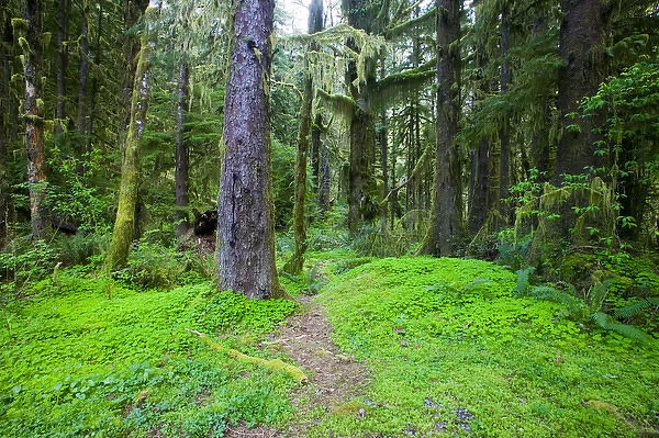 North America, USA, Washington, Olympic National Park, Shamrock Lined Hiking Trail in