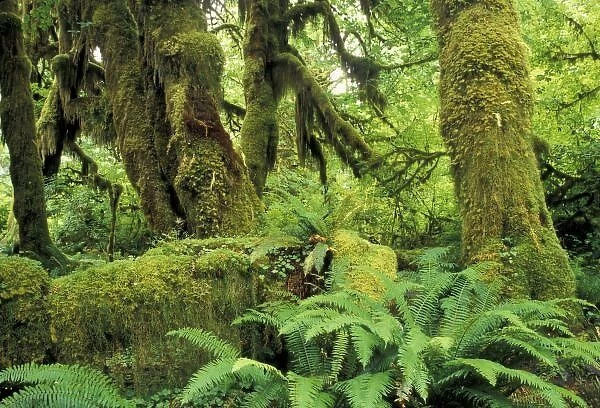 North America, USA, Washington, Olympic National Park. moss covered trees in the Hoh Rainforest