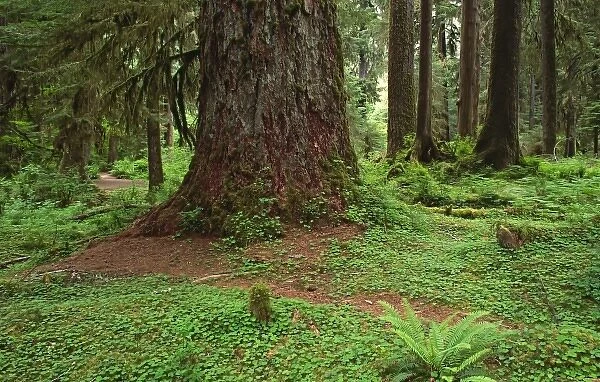 North America, USA, Washington, Olympic National Park. A hemlock tree in the Hoh