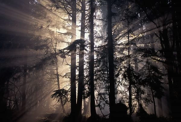 North America, USA, Washington, Olympic NF, Sun rays through trees