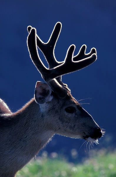 North America, USA, Washington, Olympic NP blacktail or mule deer