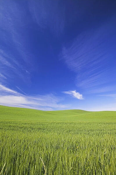 North America, USA, Washington, Palouse Counrty, Rolling Hills of Spring Wheat and Wild