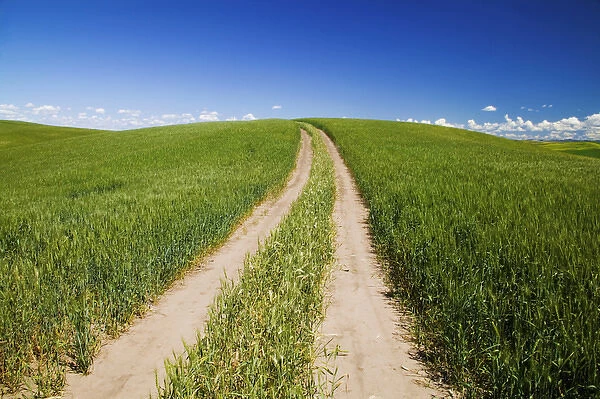 North America, USA, Washington, Palouse Country, Road Leading into the Sky through Wheat