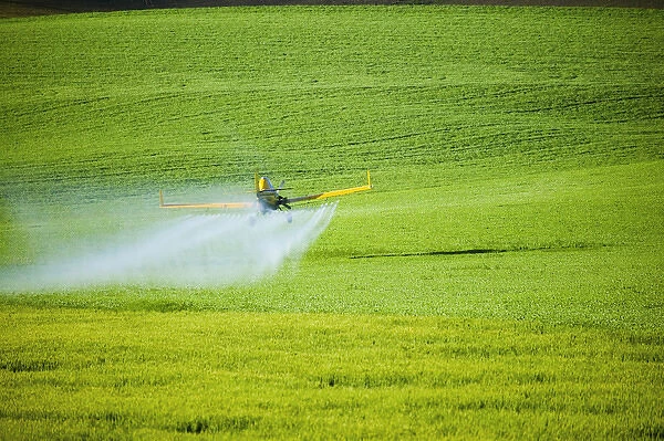 North America, USA, Washington, Palouse Country, Crop Duster working pring Wheat Fields