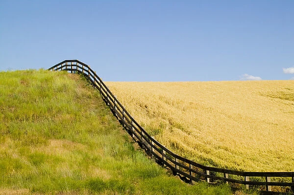 North America, USA, Washington, Palouse Country, Fenceline Rolling over Hillside with Gold