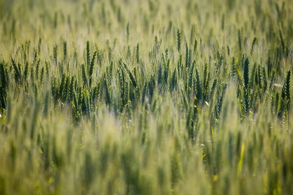 North America, USA, Washington, Palouse Country, Selective Focus of Spring Green Wheat
