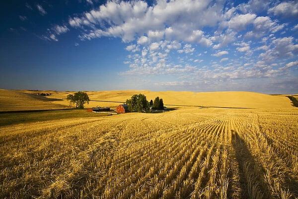 North America, USA, Washington, Palouse Country, Property Released Barn, Harvest Time Fields