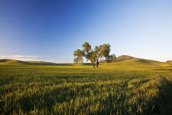 North America; USA; Washington; Palouse Country; Lone Tree In Rolling Hills of Wheat