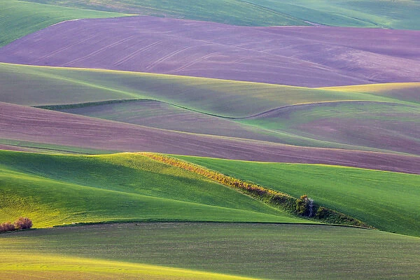 North America; USA; Washington; Palouse Country; Spring Rolling Hills of Wheat and Fallow