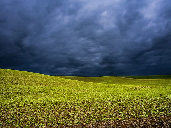 North America; USA; Washington; Palouse Country; Spring Field of Peas With Storm Coming