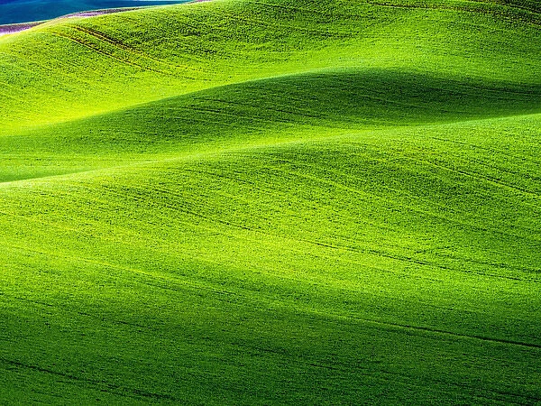 North America; USA; Washington; Palouse Country; Rolling Green Hills of Spring Wheat