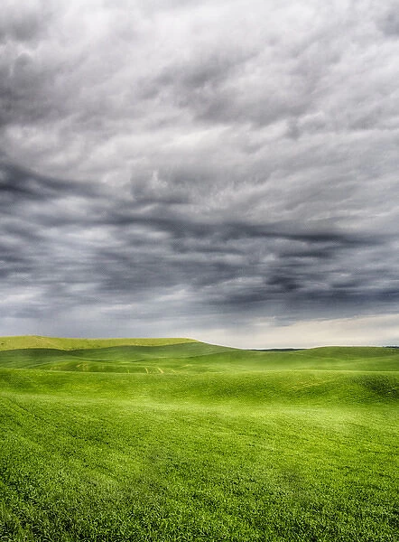 North America; USA; Washington; Palouse Country; Spring Wheat Field With Storm Coming
