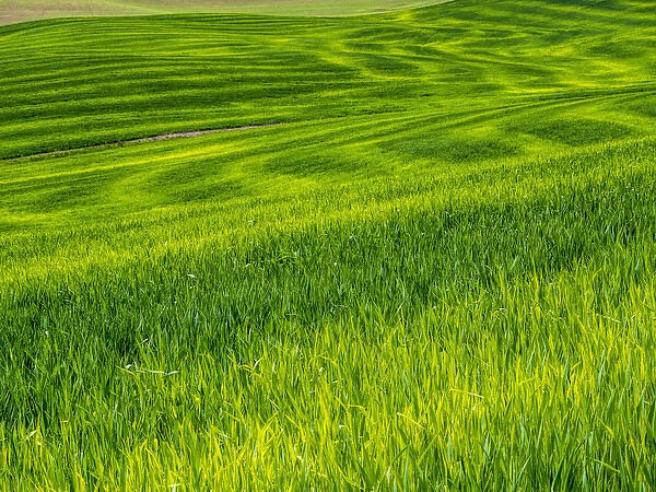 North America; USA; Washington; Palouse Country; Rolling Green Hills of Spring Wheat