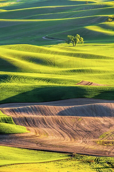 North America; Usa; Washington; Palouse Country; Lone Tree in Wheat Field with Evening Light