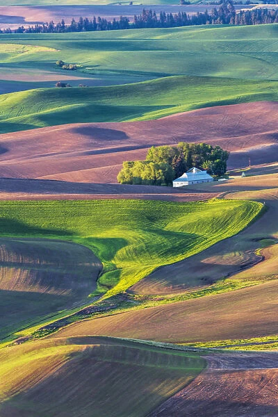 North America; USA; Washington; Palouse Country; Home stead in rolling Green hills of Wheat