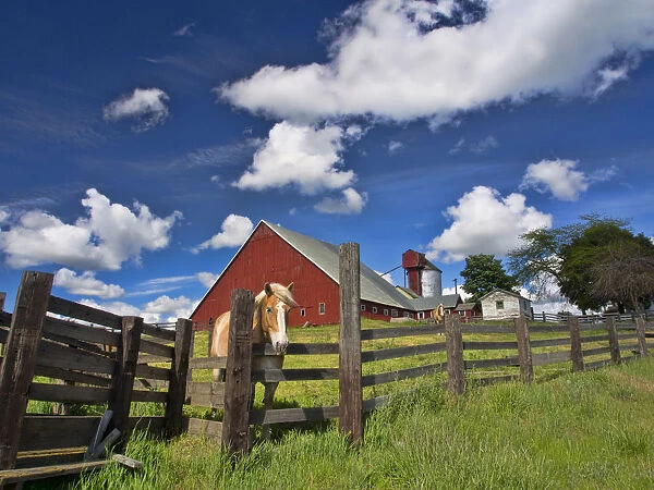 North America; USA; Washington; Palouse Country; Colfax; Old Red Barn with Fence and Horse