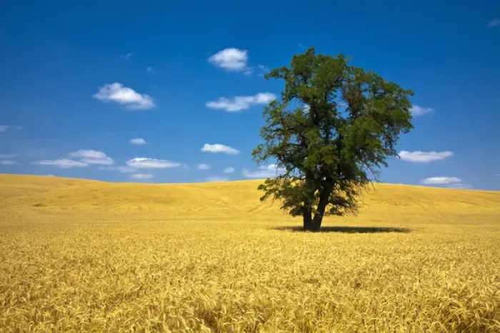Framed Print : North America; USA; Washington; Palouse Country; Lone Tree in Field of Harvest Wheat Framed Print : North America; USA; Washington; Palouse Country; Lone Tree in Field of Harvest Wheat