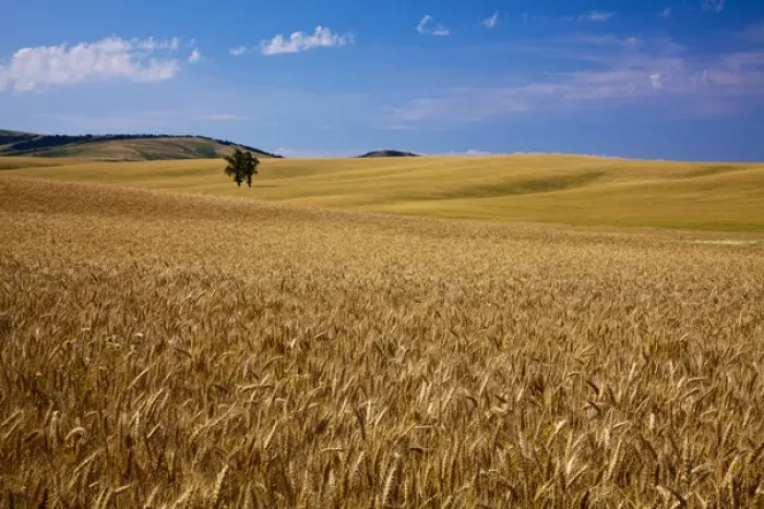 Framed Print : North America; USA; Washington; Palouse Country; Lone Tree in Field of Harvest Wheat