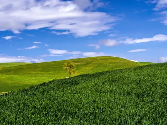 Framed Print : North America; USA; Washington; Palouse Country; Lone Tree in Spring Wheat Field Framed Print : North America; USA; Washington; Palouse Country; Lone Tree in Spring Wheat Field