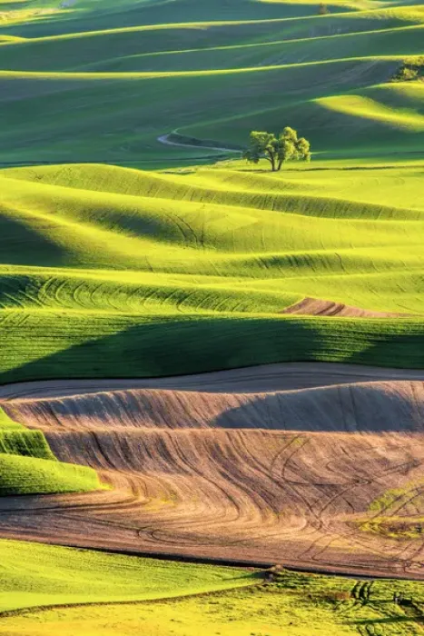 Framed Print : North America; Usa; Washington; Palouse Country; Lone Tree in Wheat Field with Evening Light Framed Print : North America; Usa; Washington; Palouse Country; Lone Tree in Wheat Field with Evening Light