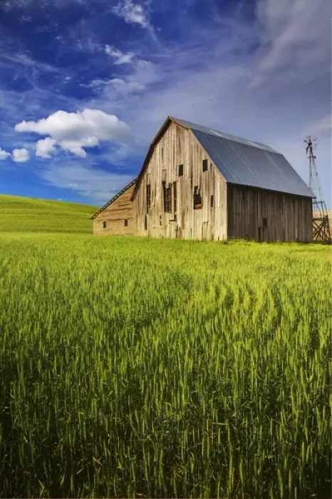 Framed Print : North America; USA; Washington; Palouse Country; Old Barn Surrounded by Spring Wheat Field Framed Print : North America; USA; Washington; Palouse Country; Old Barn Surrounded by Spring Wheat Field