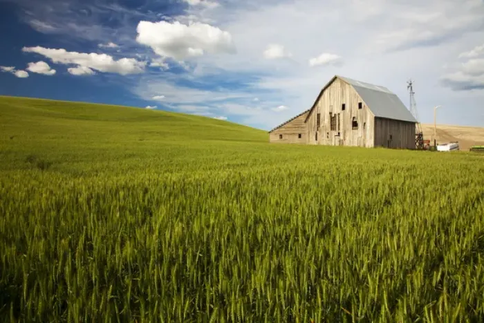 Framed Print : North America; USA; Washington; Palouse Country; Old Barn Surrounded by Spring Wheat Field Framed Print : North America; USA; Washington; Palouse Country; Old Barn Surrounded by Spring Wheat Field