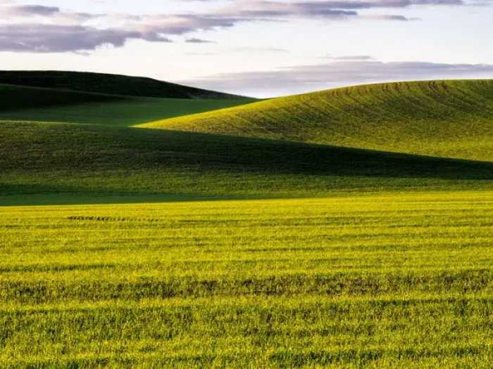 Framed Print : North America; USA; Washington; Palouse Country; Rolling Green Hills of Spring Wheat Framed Print : North America; USA; Washington; Palouse Country; Rolling Green Hills of Spring Wheat