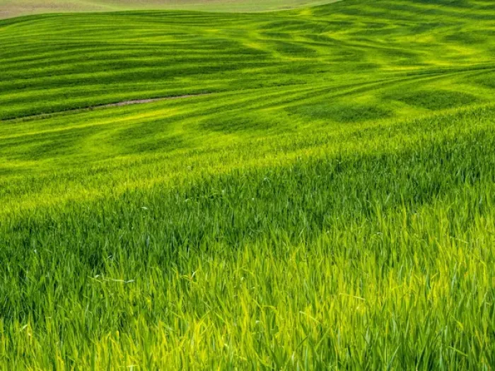 Framed Print : North America; USA; Washington; Palouse Country; Rolling Green Hills of Spring Wheat Framed Print : North America; USA; Washington; Palouse Country; Rolling Green Hills of Spring Wheat