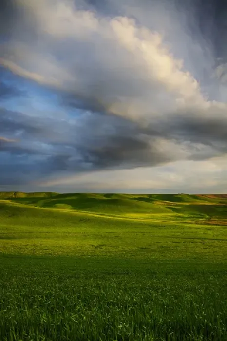 Framed Print : North America; USA; Washington; Palouse Country; Rolling Hills of Green Spring Wheat Framed Print : North America; USA; Washington; Palouse Country; Rolling Hills of Green Spring Wheat