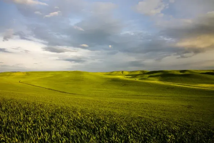 Framed Print : North America; USA; Washington; Palouse Country; Rolling Hills of Green Spring Wheat Framed Print : North America; USA; Washington; Palouse Country; Rolling Hills of Green Spring Wheat
