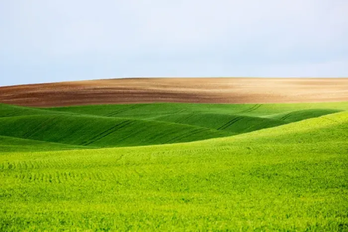 Framed Print : North America; USA; Washington; Palouse Country; Spring Rolling Hills of Wheat and Fallow Framed Print : North America; USA; Washington; Palouse Country; Spring Rolling Hills of Wheat and Fallow