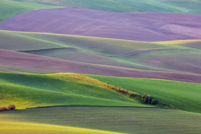 Framed Print : North America; USA; Washington; Palouse Country; Spring Rolling Hills of Wheat and Fallow Framed Print : North America; USA; Washington; Palouse Country; Spring Rolling Hills of Wheat and Fallow