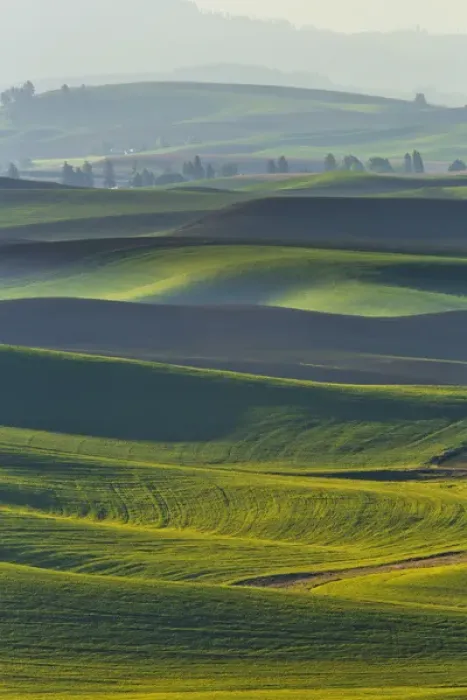 Framed Print : North America; USA; Washington; Palouse Country; Spring Rolling Hills of Wheat and Fallow Framed Print : North America; USA; Washington; Palouse Country; Spring Rolling Hills of Wheat and Fallow