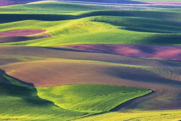 Framed Print : North America; USA; Washington; Palouse Country; Spring Rolling Hills of Wheat and Fallow Framed Print : North America; USA; Washington; Palouse Country; Spring Rolling Hills of Wheat and Fallow
