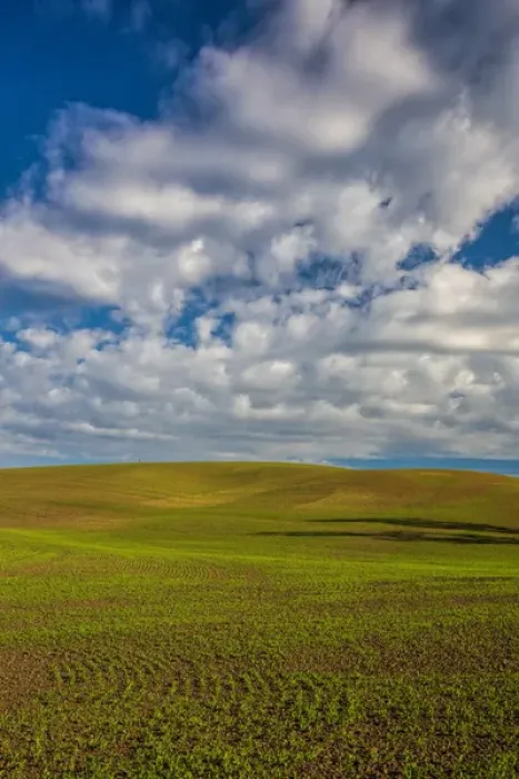 Framed Print : North America; USA; Washington; Palouse Country; Spring Rolling Hills of Wheat and Fallow Framed Print : North America; USA; Washington; Palouse Country; Spring Rolling Hills of Wheat and Fallow